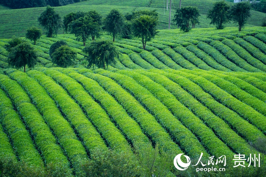 一排排碧綠色的茶樹整齊排列。人民網(wǎng) 陽茜攝