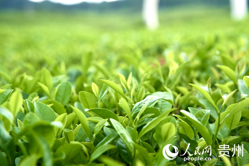 夏秋茶吐新芽。人民網 陽茜攝