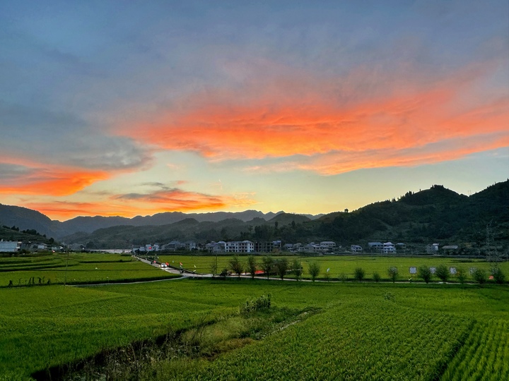 稻田農(nóng)家樂。