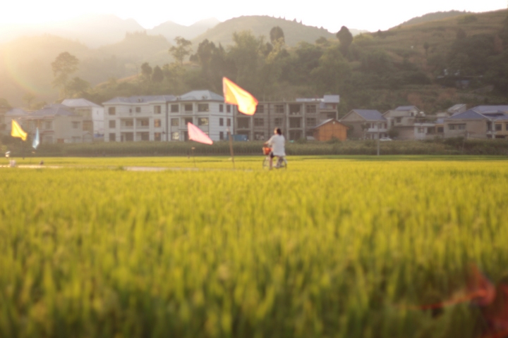 夕陽下的水稻。
