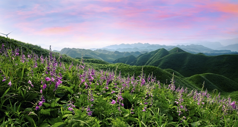 金沙縣玉簪花云海景區(qū)（李資葦 攝）