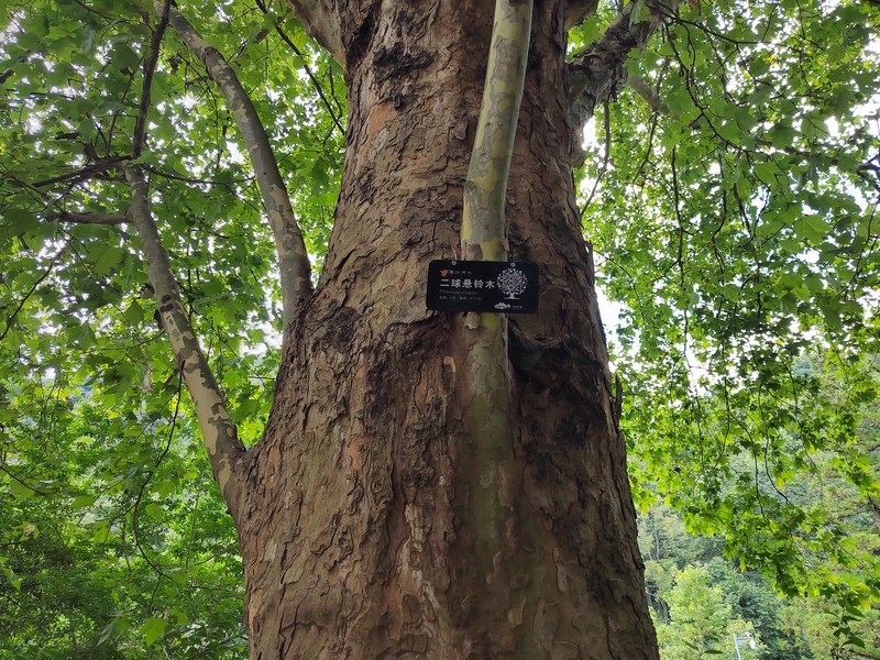 貴陽阿哈湖國家濕地公園的動(dòng)植物有了“身份卡” 。陳雨倩拍攝 (5)