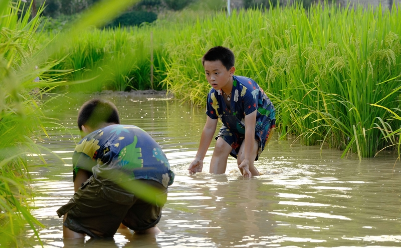 5圖為小朋友在稻田抓魚。 李珊珊 攝