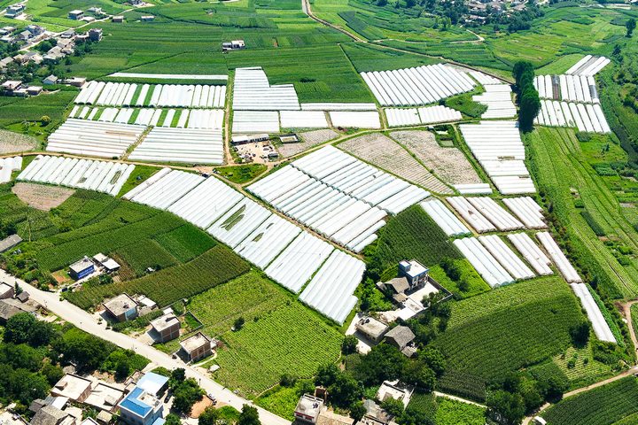 8月20日，在威寧自治縣牛棚鎮(zhèn)營上村大棚蔬菜種植基地。