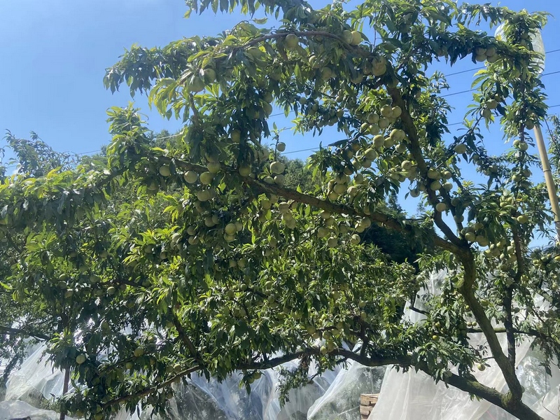一顆顆飽滿圓潤(rùn)的脆李壓彎了枝條，在陽光的照耀下顯得格外誘人 修文縣大石布依族鄉(xiāng)黃春蘭 攝