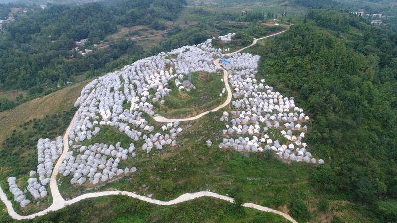 修文縣大石布依族鄉(xiāng)高坪村晚香脆李基地的李子即將迎來豐收季 修文縣大石布依族鄉(xiāng)黃春蘭 攝