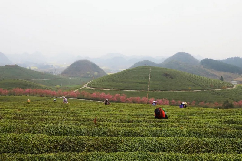 9 圖為西秀區(qū)雞場鄉(xiāng)“指紋茶山”風(fēng)光.jpg
