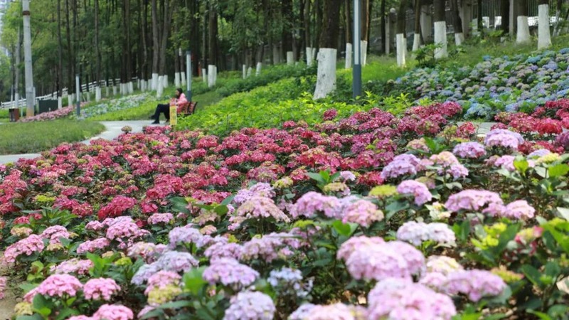 5、“繡球園”內(nèi)的繡球花競(jìng)相開(kāi)放.jpg