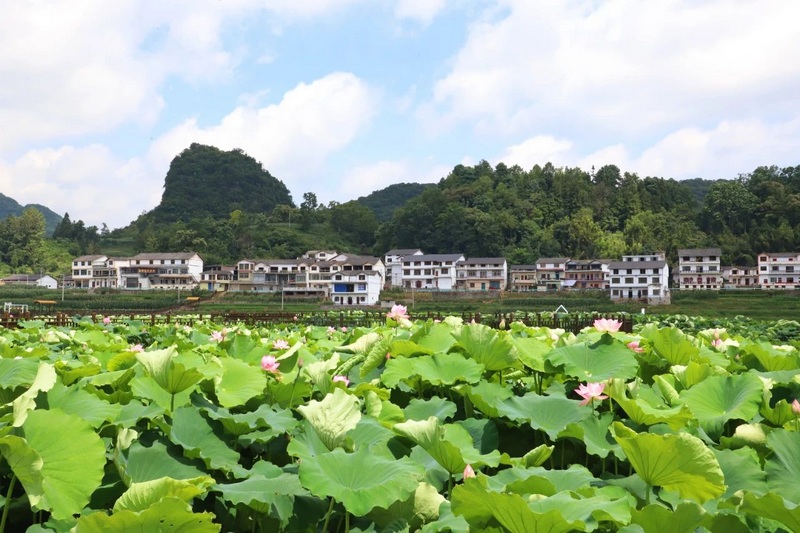 4 圖為“荷”尖上的避暑鄉(xiāng)村——水井社區(qū)  圖片由安順市委宣傳部提供.jpg