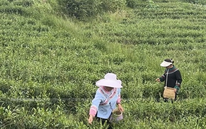 采摘現(xiàn)場。