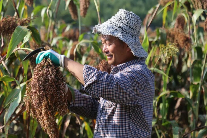 村民在收割高粱。張晶攝