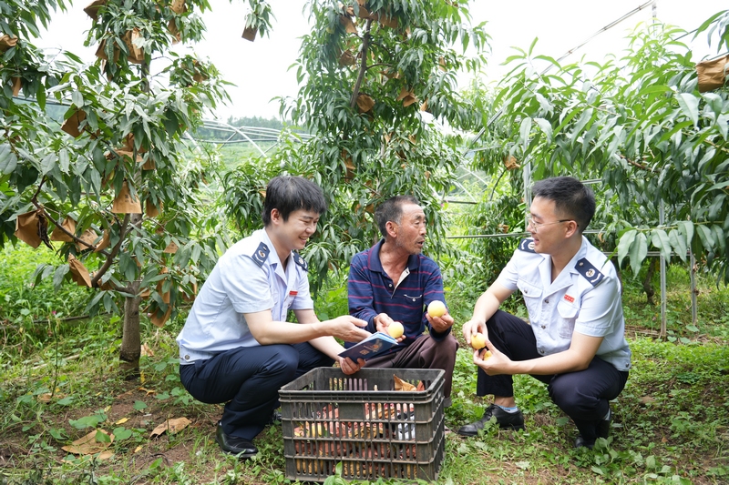 圖為 “助農(nóng)輔導(dǎo)小分隊(duì)”走進(jìn)采摘園了解稅費(fèi)需求 （李琪攝）