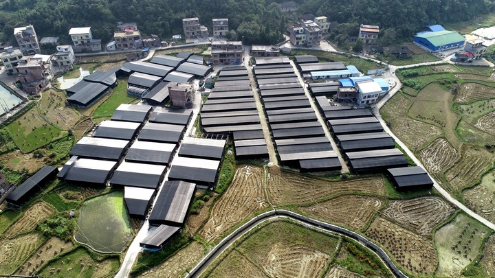 荔波縣佳榮鎮(zhèn)拉祥村食用菌基地。