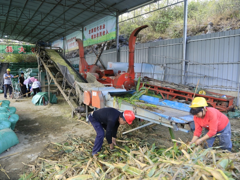 每天10余名村民在現(xiàn)場加班加點勞作，忙著收購、加工、銷售牧草 修文縣融媒體中心姜繼恒 攝
