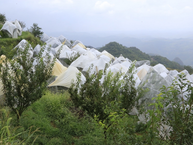 透光、透氣的多功能防控網(wǎng)，既可以防冰雹、防霜凍，又可以防蟲(chóng)，提升晚香脆李品質(zhì)。 修文縣融媒體中心姜繼恒 攝