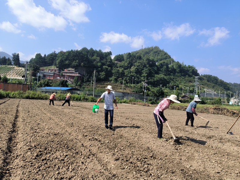 農(nóng)技人員和村民們將土地翻開廂起壟   潘光遠(yuǎn)   攝
