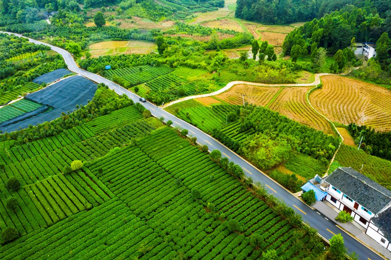 湄潭縣湄潭27°茶海路，榮獲2020年度全國(guó)“十大最美農(nóng)村路”。圖片由貴州省公路局提供