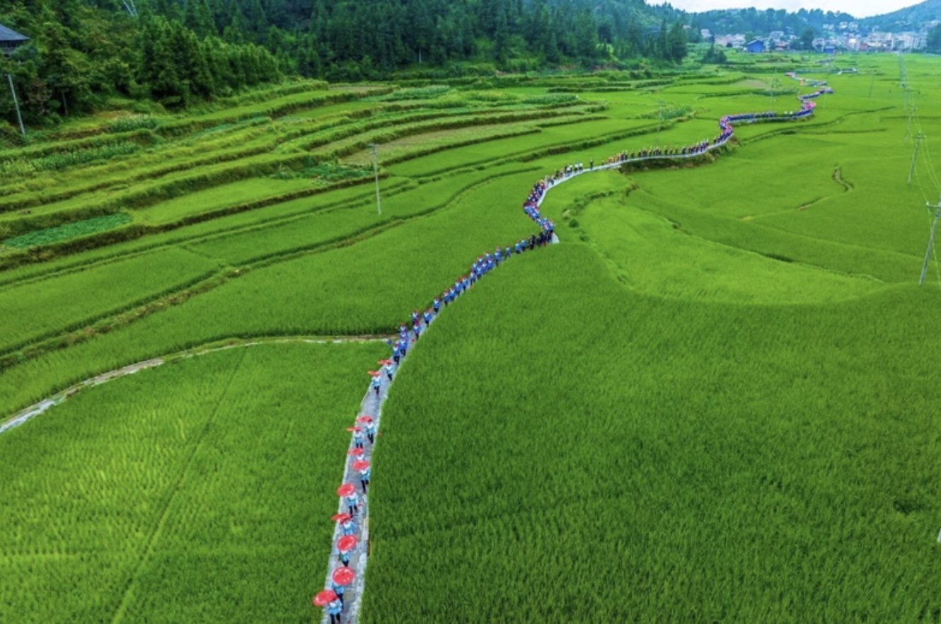鄉(xiāng)民在田地中哼唱苗歌。