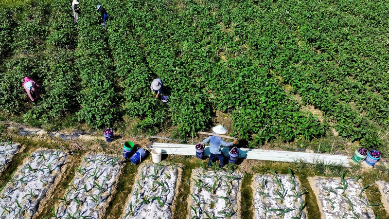 群眾正在采收茄子
