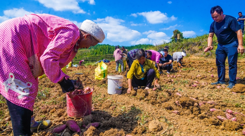 村民們?nèi)宄扇?，忙著給剛出土的紅薯去泥、分揀、裝袋