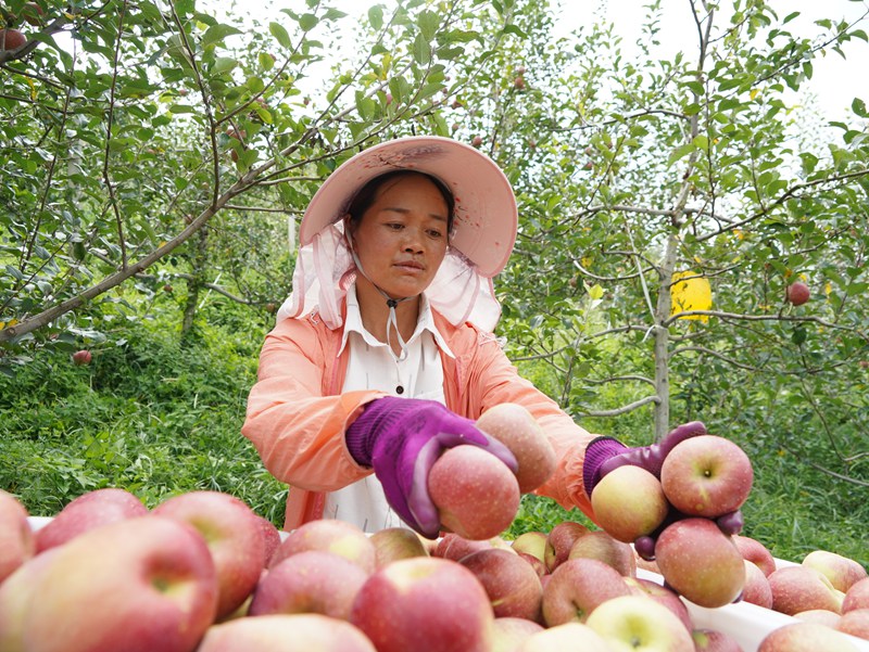 在威寧自治縣猴場(chǎng)鎮(zhèn)印落福地生態(tài)農(nóng)業(yè)專業(yè)合作社蘋果種植基地，工人在分揀剛采收的蘋果。（趙慶能 攝）