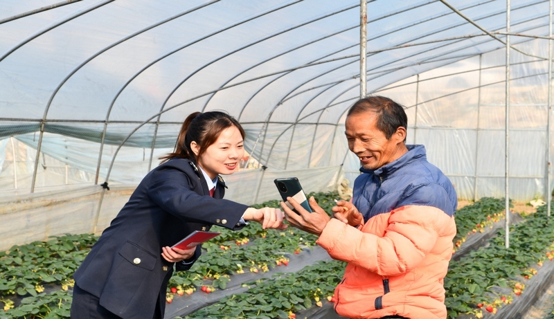 1圖為青年干部在田間輔導(dǎo)農(nóng)戶繳納城鄉(xiāng)居民醫(yī)療保險(xiǎn) 楊順蕾攝