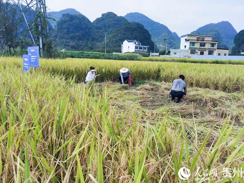 測量土地面積。人民網記者 王秀芳攝