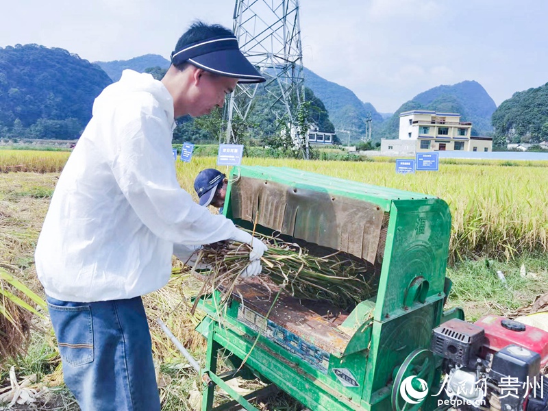 現場脫粒。人民網記者 王秀芳攝
