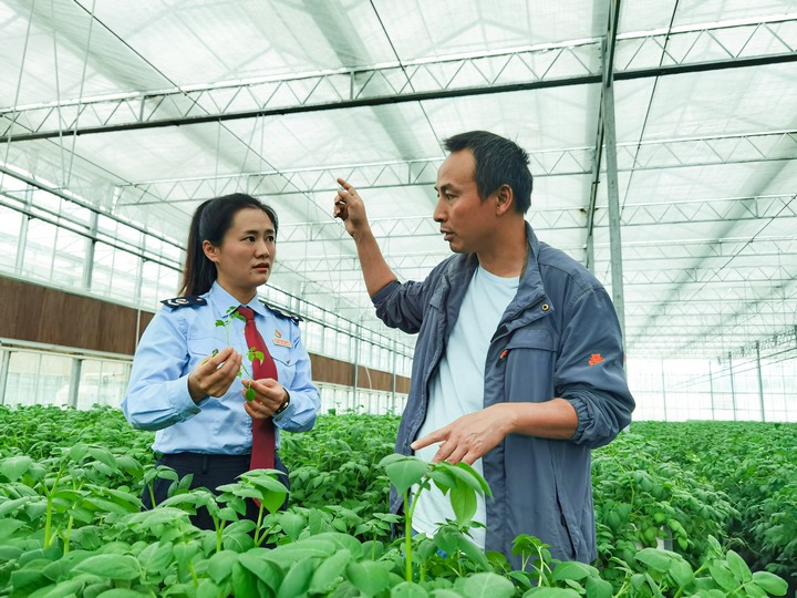 圖為稅務(wù)干部在企業(yè)了解土豆種子的生產(chǎn)情況。童霖?cái)z