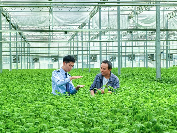 圖為稅務(wù)干部在企業(yè)了解土豆種子的生產(chǎn)情況。童霖?cái)z