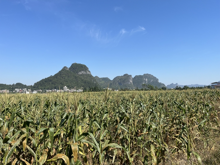 茂蘭村種植基地。