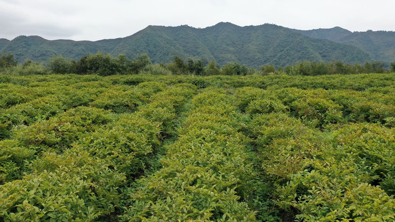 赫章縣平頂村魔芋連片種植。謝永奇 攝