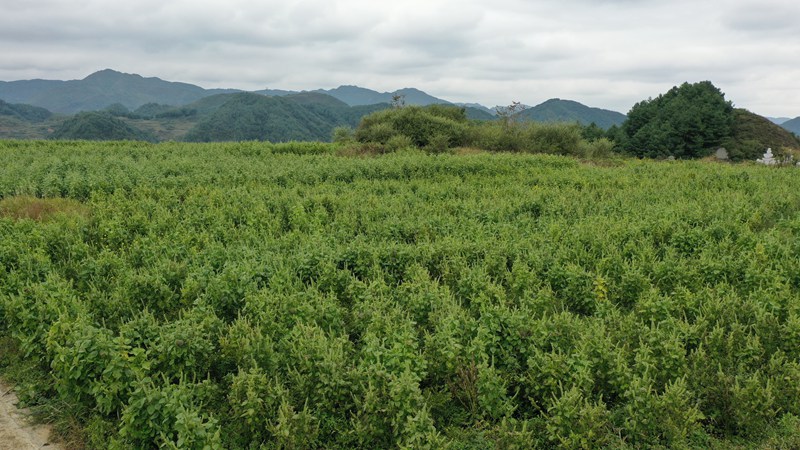 赫章縣平頂村蘇麻連片種植。謝永奇 攝