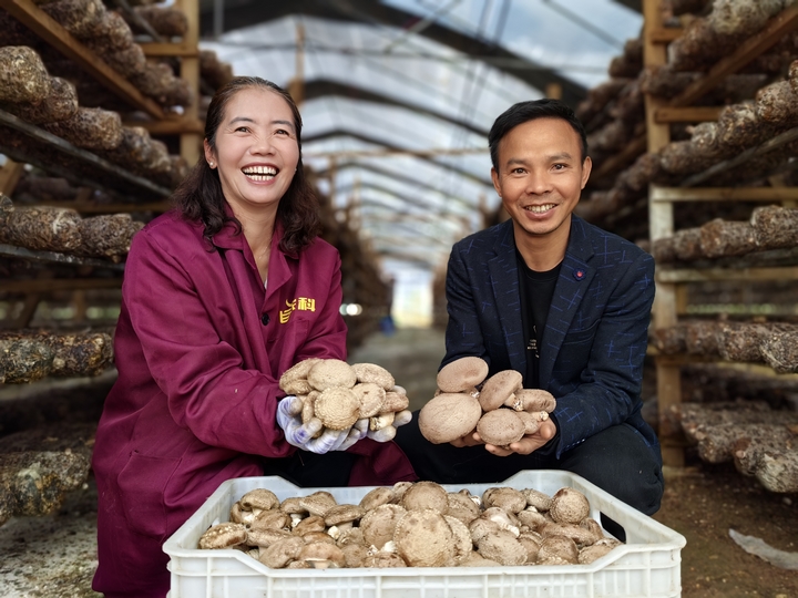 平壩天馬食用菌基地60萬棒香菇迎豐收。
