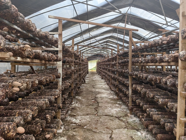 平壩天馬食用菌基地60萬棒香菇迎豐收。
