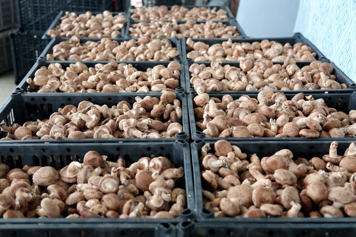 平壩天馬食用菌基地60萬棒香菇迎豐收。