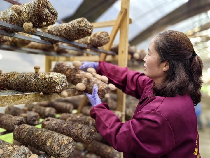 平壩天馬食用菌基地60萬棒香菇迎豐收。