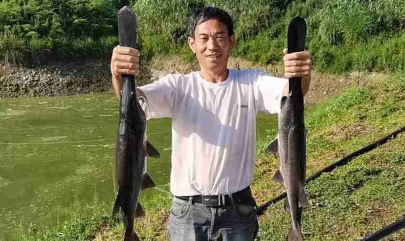 2、楊龍亮養(yǎng)殖基地的魚兒又大又肥。
