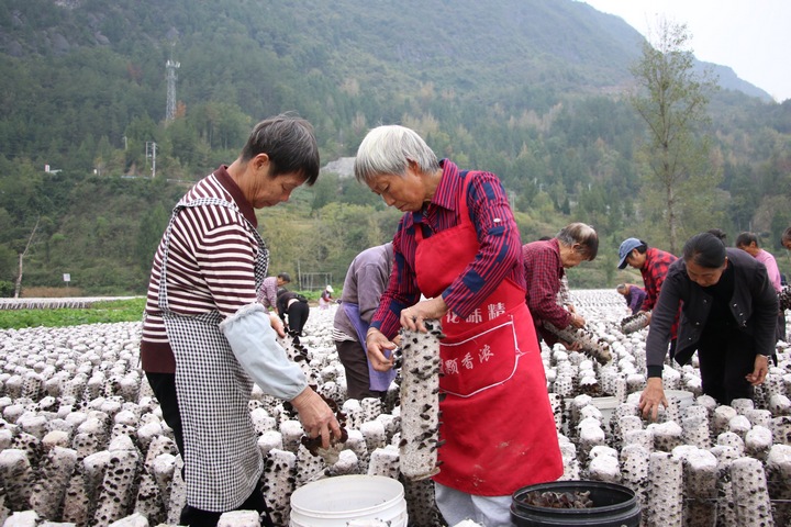 采摘現(xiàn)場。 