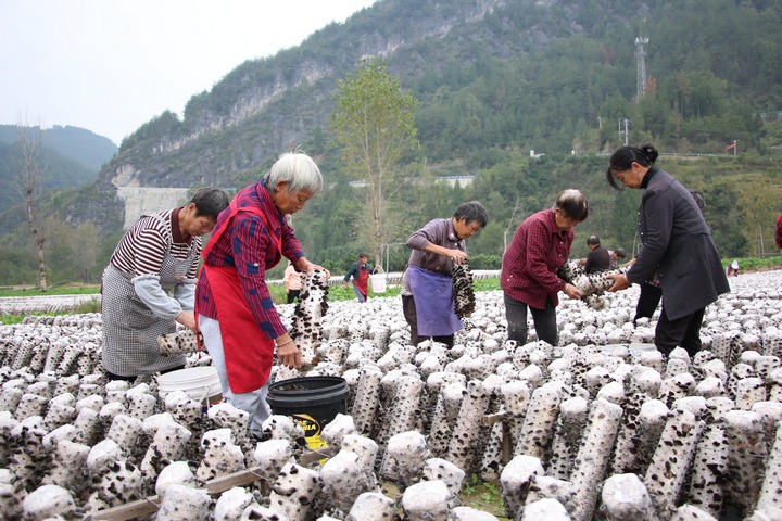 采摘現(xiàn)場 。
