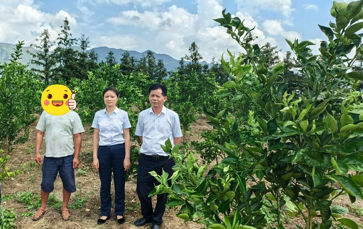 圖為工行興義晴隆支行工作人員實(shí)地調(diào)查晴隆縣雞場(chǎng)鎮(zhèn)臍橙果園。