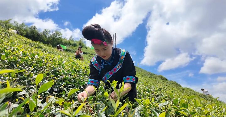 春季腳堯村村民采摘春茶。