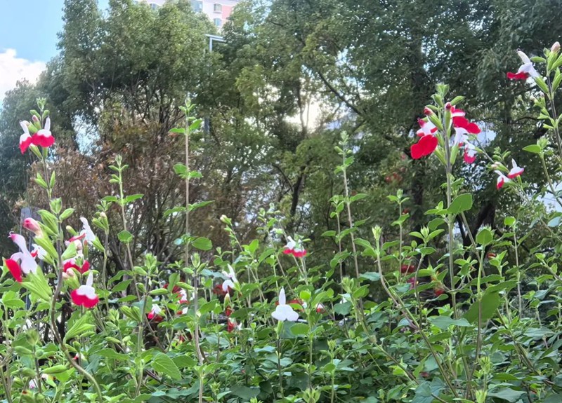 冠洲口袋公園正式投用 (2)