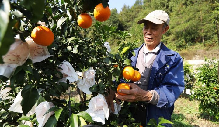 印江：60萬(wàn)斤“紅美人”柑橘線上線下熱銷。