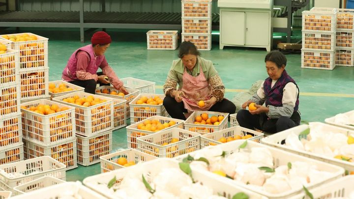 印江：60萬(wàn)斤“紅美人”柑橘線上線下熱銷。