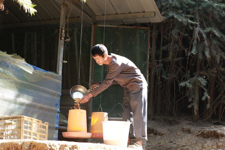 劍河縣南哨鎮(zhèn)九虎村林下雞養(yǎng)殖基地的飼養(yǎng)員在投放玉米。張碧桃攝