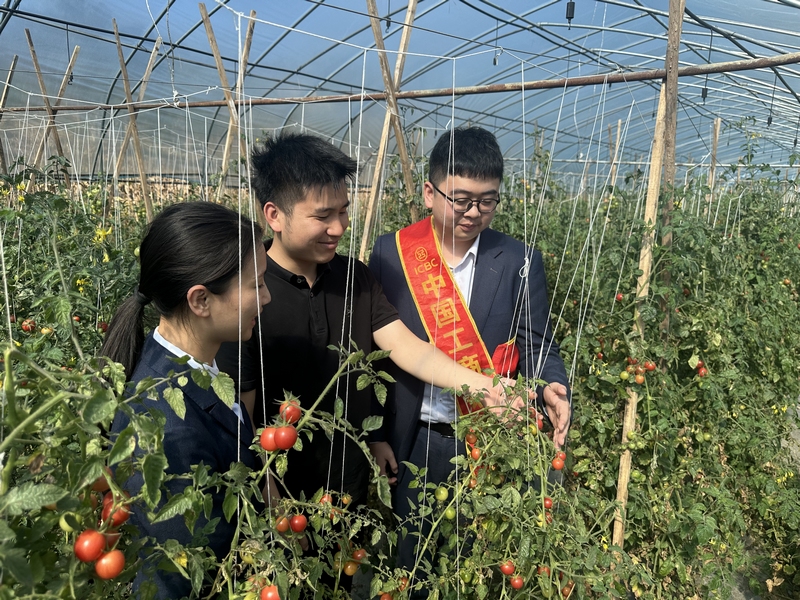 工行興義興仁支行客戶經(jīng)理實(shí)地走訪西紅柿種植基地