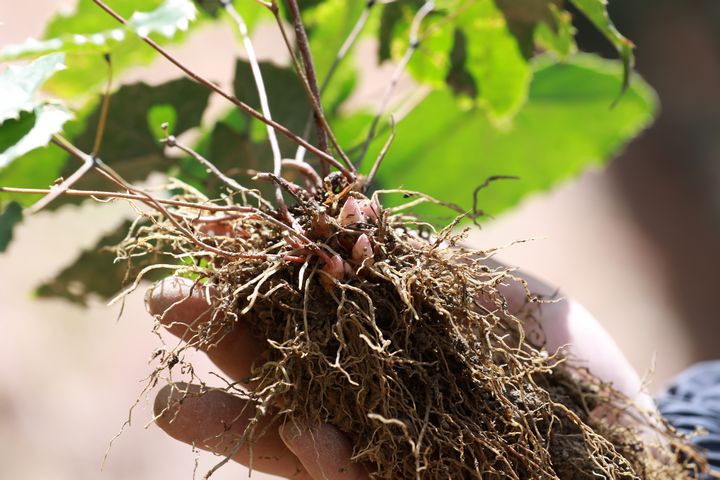 岑松鎮(zhèn)灣根村林下淫羊藿種植基地里種植的淫羊藿。