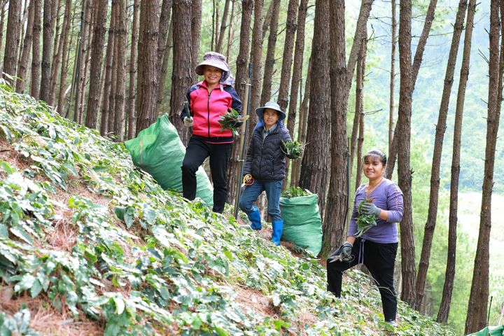 在岑松鎮(zhèn)灣根村林下淫羊藿種植基地，村民正在采收淫羊藿。