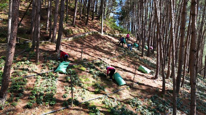 在岑松鎮(zhèn)灣根村林下淫羊藿種植基地，村民正在采收淫羊藿。